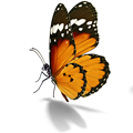 Papillon