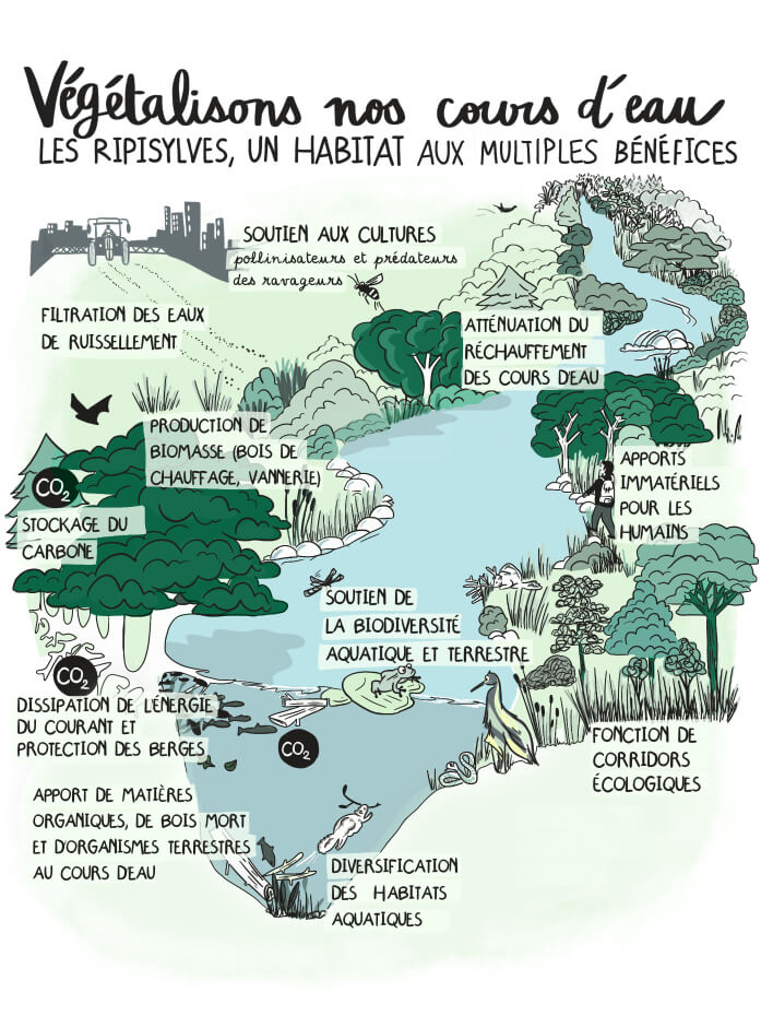 Infographie représentant les ripisylves