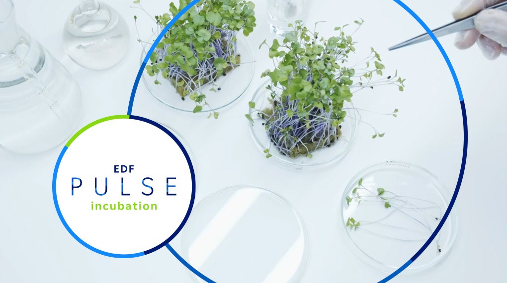 EDF Pulse Incubation