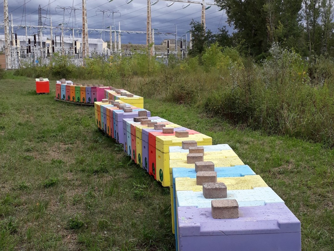 Ruches pour abeilles aux abords d'une usine hydroélectrique EDF du Rhin