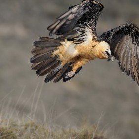 Gypaète barbu des Pyréenées