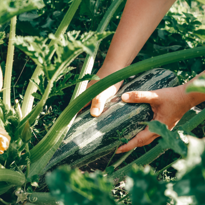 Des courges et du courant EDF