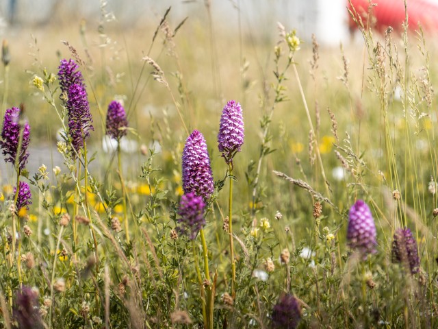 Orchidée sauvage