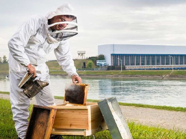 Apiculteur devant une usine hydroélectrique du Rhin
