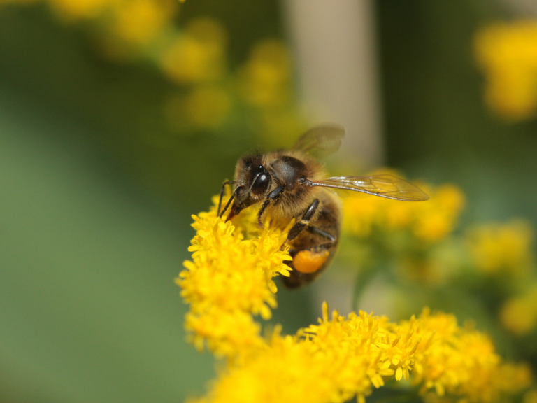 abeille