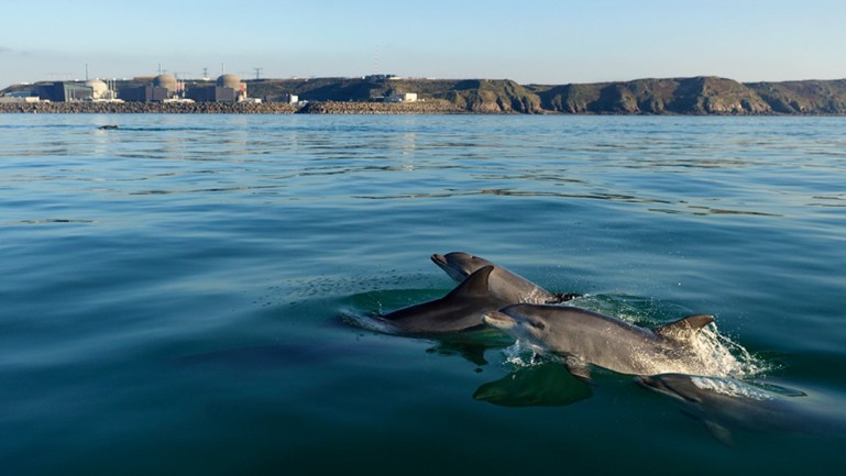 Dauphins en mer abords CNPE
