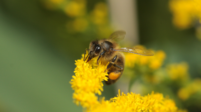 abeille